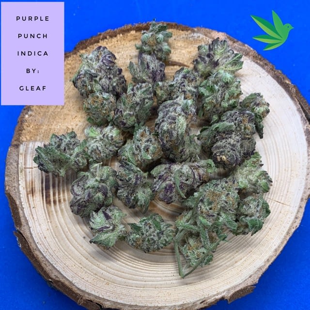 purple punch strain gleaf purple punch strain gleaf
